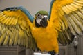 Blue & Gold Macaw Royalty Free Stock Photo