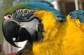 Blue and gold macaw Royalty Free Stock Photo