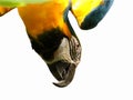 Blue & Gold Macaw