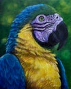 Blue and Gold Macaw acrylic painting Royalty Free Stock Photo