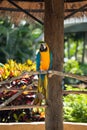 Blue and Gold Macaw Royalty Free Stock Photo