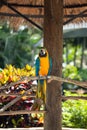 Blue and Gold Macaw Royalty Free Stock Photo