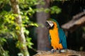 Blue and Gold Macaw Royalty Free Stock Photo