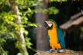 Blue and Gold Macaw Royalty Free Stock Photo