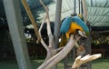 The blue-and-gold macaw, Ara ararauna, is a large South American parrot with mostly blue top parts and light orange underparts. Royalty Free Stock Photo