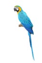 Blue and Gold Macaw aviary