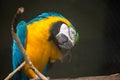 Blue gold macaw bird in close up at a bird sanctuary in India. Royalty Free Stock Photo