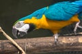 Blue gold macaw bird close up shot at a bird sanctuary in Kolkata, India. Royalty Free Stock Photo