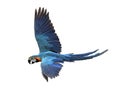 blue-gold macaw bird flying isolate white background,macaw is one of large parrot in south america wilderness Royalty Free Stock Photo