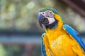Blue and gold macaw bird with green nature background Royalty Free Stock Photo
