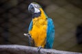 Blue Gold Macaw bird having food at a bird sanctuary in India. Royalty Free Stock Photo