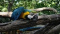 Blue and Gold Macaw Bird Portrait