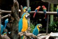 Blue and gold macaw bird sitting on a tree branch in forest. Royalty Free Stock Photo