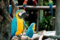 Blue and gold macaw bird sitting on a tree branch in forest. Royalty Free Stock Photo