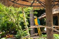 Blue and Gold Macaw Royalty Free Stock Photo