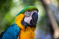 Blue and Gold Macaw with a blurred background Royalty Free Stock Photo