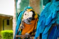 Blue and gold macaw