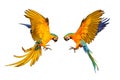 Blue and gold macaw and Catalina parrot flying isolated on white background. Royalty Free Stock Photo