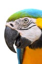 Blue-and-Gold Macaw Royalty Free Stock Photo