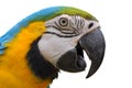 Blue-and-Gold Macaw Royalty Free Stock Photo