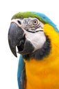 Blue-and-Gold Macaw Royalty Free Stock Photo