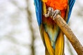 Blue and gold macaw close up of feet on branch Royalty Free Stock Photo