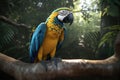 Blue and gold macaw, colorful parrot native to South America