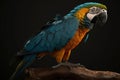 Blue and gold macaw, colorful parrot native to South America