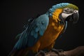 Blue and gold macaw, colorful parrot native to South America