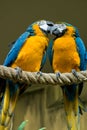 Blue Gold Macaw Couple Royalty Free Stock Photo