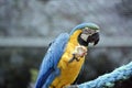 Blue and gold  macaw  is eating corn on the cob Royalty Free Stock Photo