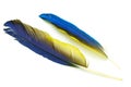 Blue and Gold Macaw feather Royalty Free Stock Photo