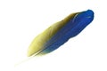 Blue and Gold Macaw feather Royalty Free Stock Photo