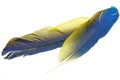 Blue and Gold Macaw feather Royalty Free Stock Photo