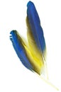Blue and Gold Macaw feather Royalty Free Stock Photo