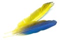 Blue and Gold Macaw feather Royalty Free Stock Photo