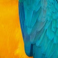 Blue and Gold Macaw feathers Royalty Free Stock Photo