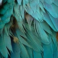 Blue and Gold Macaw feathers Royalty Free Stock Photo