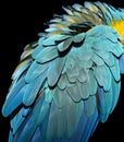 Blue and Gold Macaw Feathers Royalty Free Stock Photo