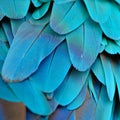 Blue and Gold Macaw feathers Royalty Free Stock Photo
