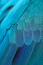 Blue and Gold Macaw feathers Royalty Free Stock Photo