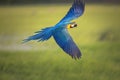 Macaw flying on green background Royalty Free Stock Photo