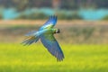 Macaw flying on green background Royalty Free Stock Photo