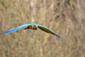 Blue and gold macaw flying. Tropical bird in flight. Royalty Free Stock Photo