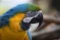 The blue and gold macaw