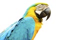 Blue and Gold Macaw Isolated on White Background Royalty Free Stock Photo