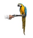 Blue-and-gold Macaw isolated on white Royalty Free Stock Photo