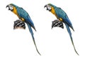 Blue-and-gold Macaw isolated on white Royalty Free Stock Photo