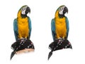 Blue-and-gold Macaw isolated on white Royalty Free Stock Photo