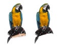 Blue-and-gold Macaw isolated on white Royalty Free Stock Photo